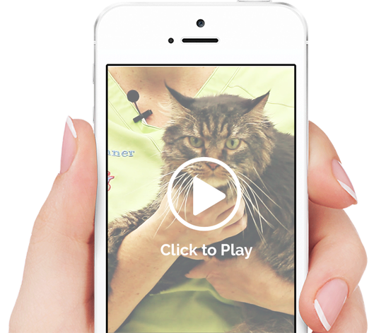 Cat and dog first aid training video on iPhone